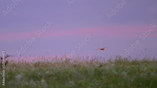 Short-eared Owl (Asio flammeus) Flying Over Meadow at Sunset in Slow Motion