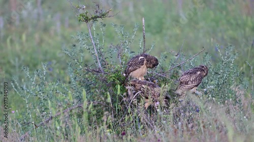 Short-eared Owl Chick (Asio flammeus) Eating a Mouse on a Shrub with Siblings Slow Motion