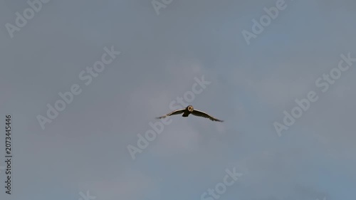 Short-eared Owl Asio flammeus Flying in the Wild. Slow Motion.
