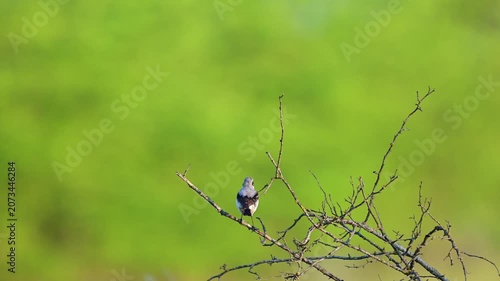 Northern Wheatear Oenanthe oenanthe, in the wild