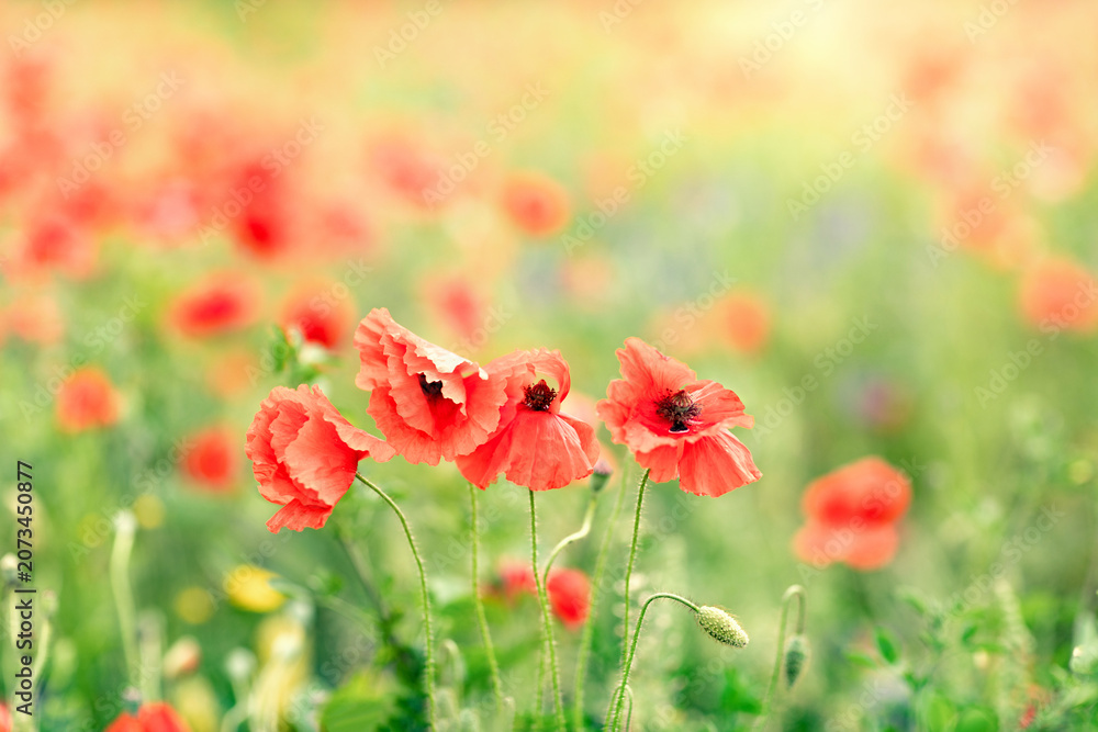 Naklejka premium Red poppies in full bloom grow in the field; wildflowers are blooming; poppy flowers in the meadow.