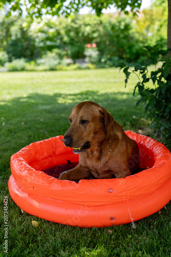 Wet fox red Labrador dog cooling down in pool during summer heat