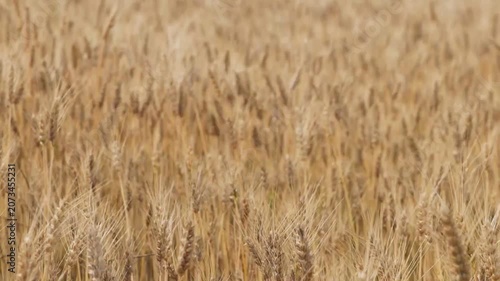 A crop of ripe, yellowed wheat swaying in the wind