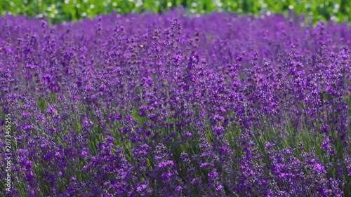 A crop of blooming lavender plants moving in the wind