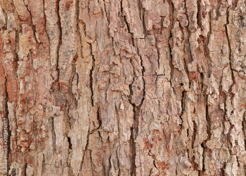 Detailed natural texture of rough tree bark showing wood grain patterns and deep fissures with background material structure botanical environment close-up forestry biological