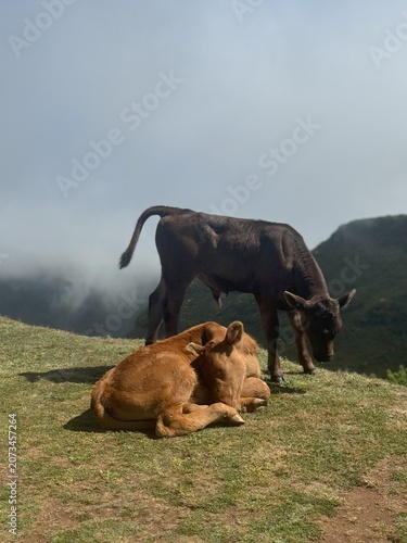 фотографія Vacas a descansar e pastar num prado envolto por nevoeiro, paisagem rural tranquila em ambiente montanhoso