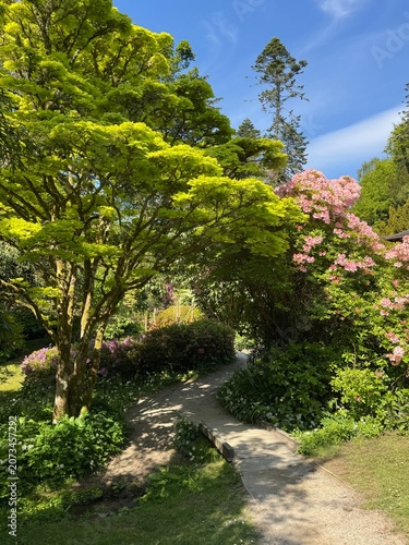 Foto Árvore ornamental com folhagem verde e flores cor-de-rosa em jardim exuberante sob céu azul