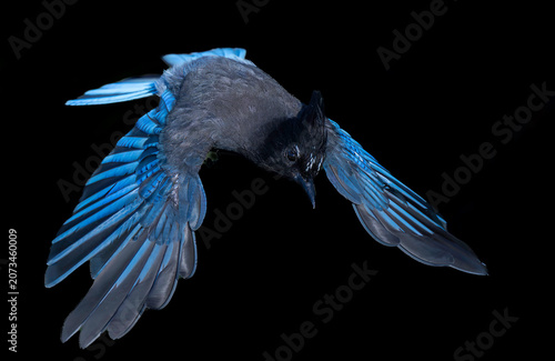 Steller's Jay (Cyanocitta stelleri) with solid black background 
