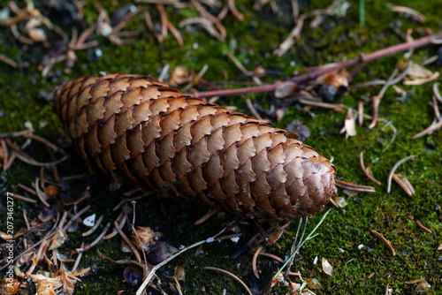 Foto A fir cone on a moss-covered forest floor in close-up.