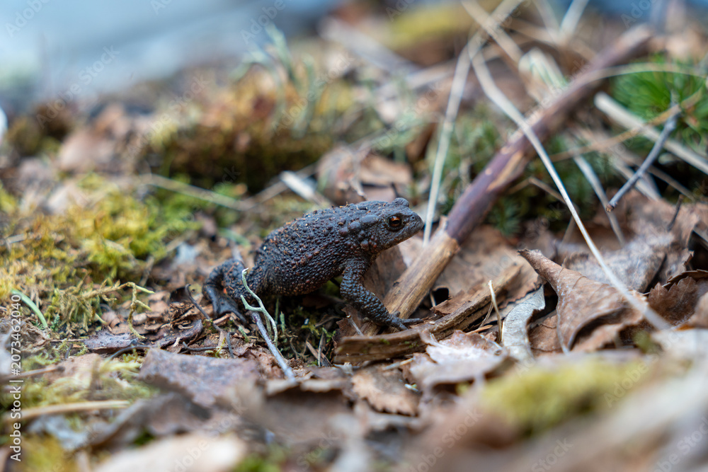Fototapeta premium Frog having a walk