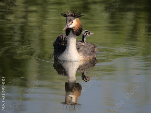 Caring mother grebe taking care of her chick