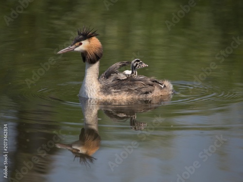 Caring mother grebe taking care of her chick