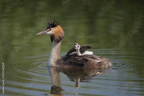 Caring mother grebe taking care of her chick