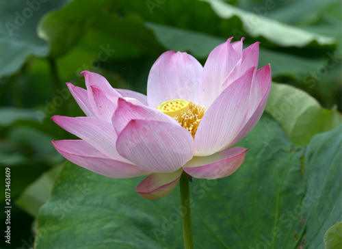 ハスの花