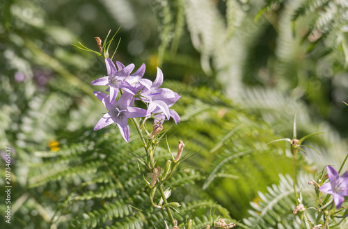 Rampion bellflower flowers Campanula rapunculus in a field