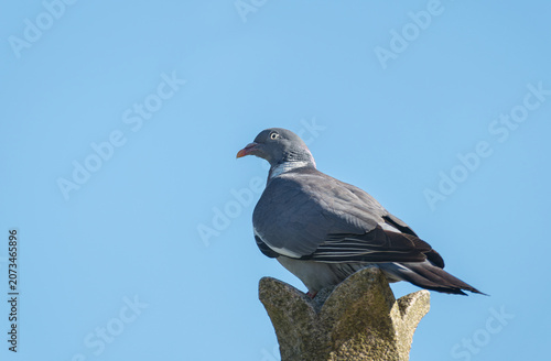 Common wood pigeon Columba palumbus closeup on stone monument