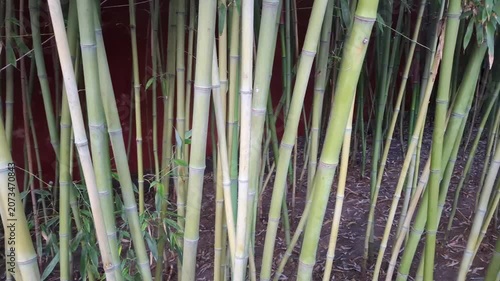 Close-up of vibrant green bamboo stems in a dense zen garden. Fresh tropical canes growing from dry ground soil against a red wall surface, creating a peaceful oriental nature background scenery