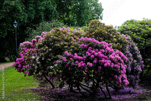 Vibrant Pink and Purple Rhododendrons in Full Bloom Adorn a Lush Green Park Path on a Serene Day