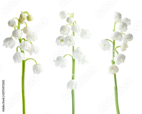 Bild auf Leinwand Beautiful lily-of-the-valley flowers isolated on white, set