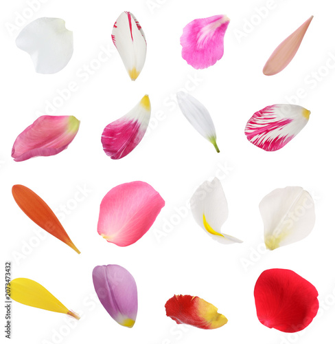 Variety of flower petals isolated on white, set