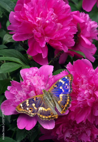 Bright colorful blue butterfly on a pink peony flower. Purple emperor butterf...
