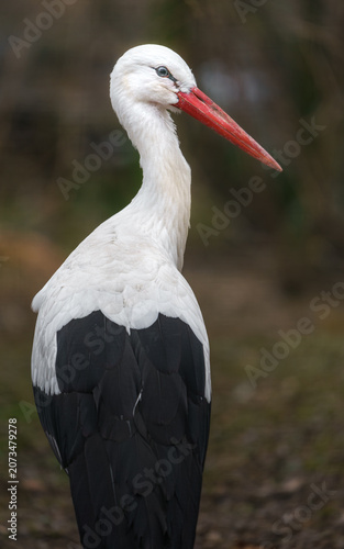 Fotografie White stork