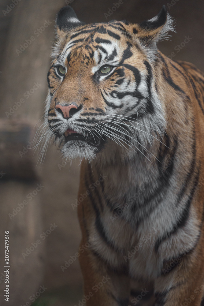 Naklejka premium Sumatran tiger