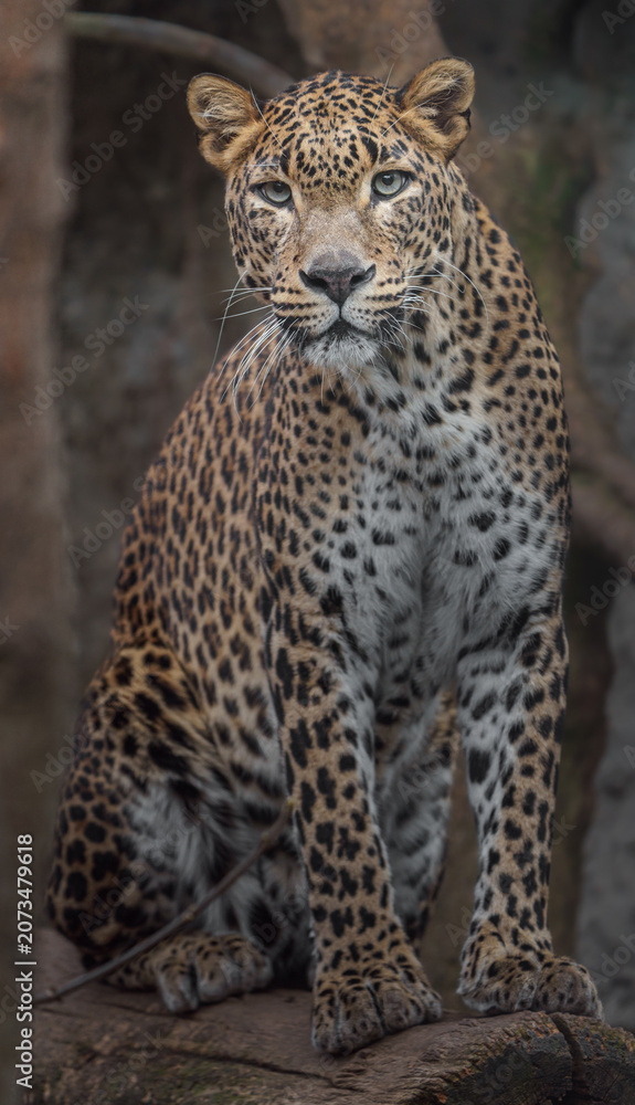 Obraz premium Sri lankan leopard