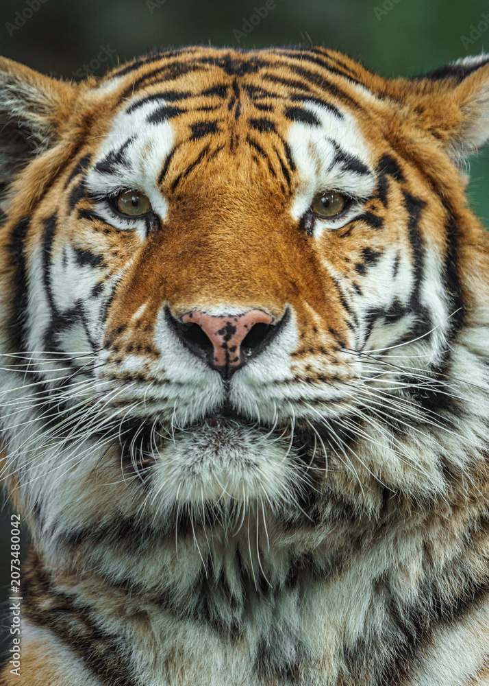 Obraz premium Siberian tiger