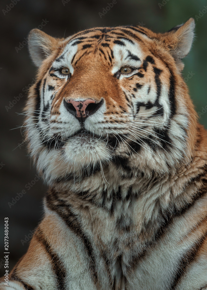 Obraz premium Siberian tiger