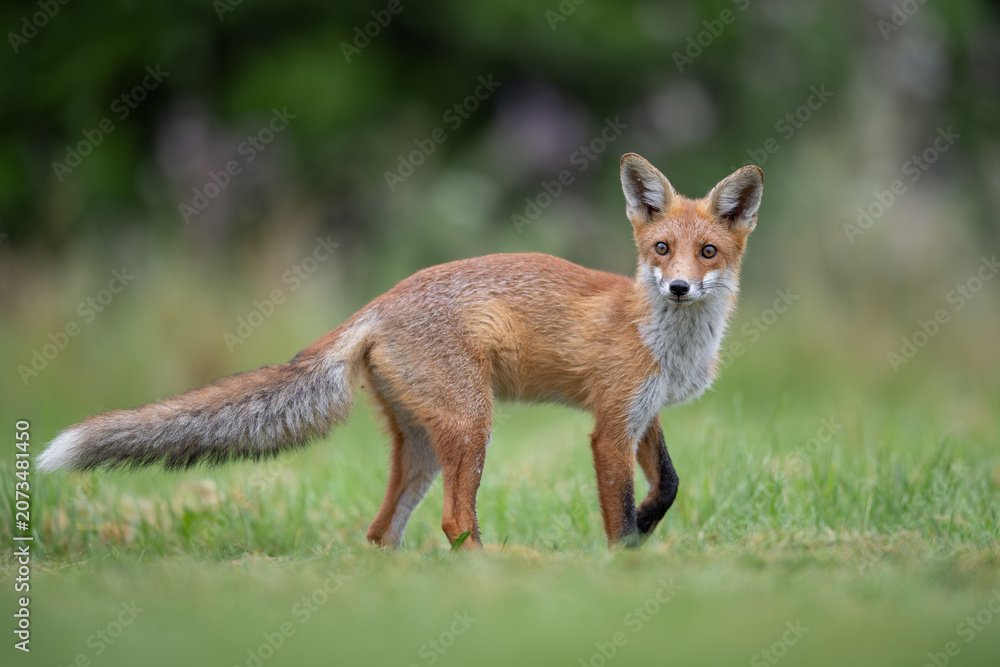 Obraz premium Red Fox Standing in Summer Meadow Looking at Camera