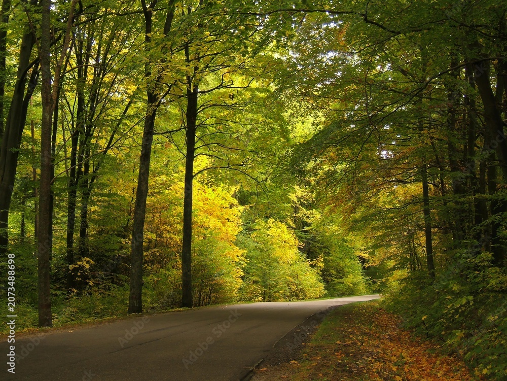 Fototapeta premium Autumn forest road tunnel. High trees with autumn colors.