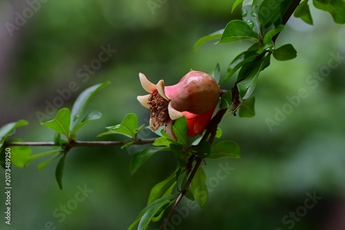 Pomegranate flowers.  Lythraceae deciduous shrub. It produces scarlet-red flowers in early summer, and its fruit ripens in autumn, serving as food or medicine.