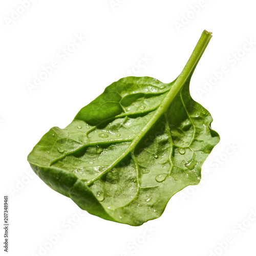 Fresh green spinach leaf with water droplets isolated