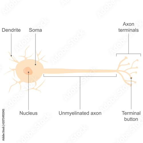 Structure of a Neuron Diagram with Unmyelinated Axon and Main Parts Labeled Vector Illustration