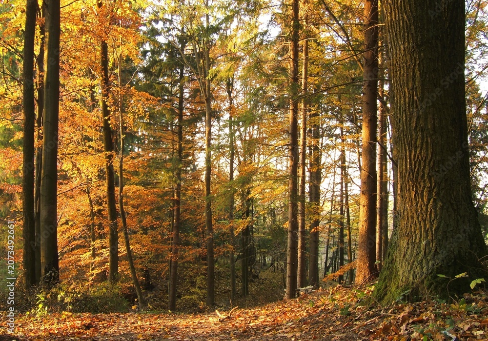 Fototapeta premium Bright sun rays breaking through the dense canopy of a yellow autumn forest. The forest floor is covered with moss and fallen leaves in a warm glow.