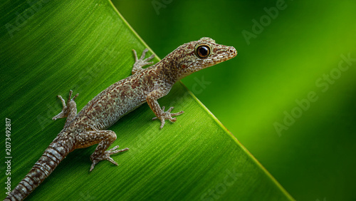 Small Gecko with Patterned Skin Rests on a Vibrant Green Leaf in Soft Light