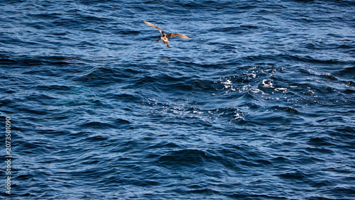 Giant petrel landing on the surface of the water off the coast of hte Falkland Islands