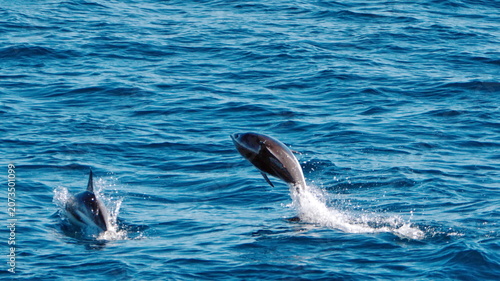 Konstfotografi Dusky dolphins (Aethalodelphis obscurus) jumping off the coast of hte Falkland I