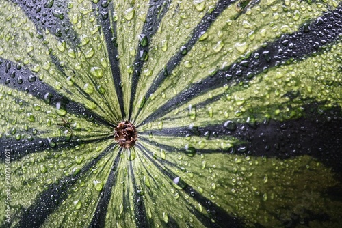 Macro texture of green watermelon rind with water drops