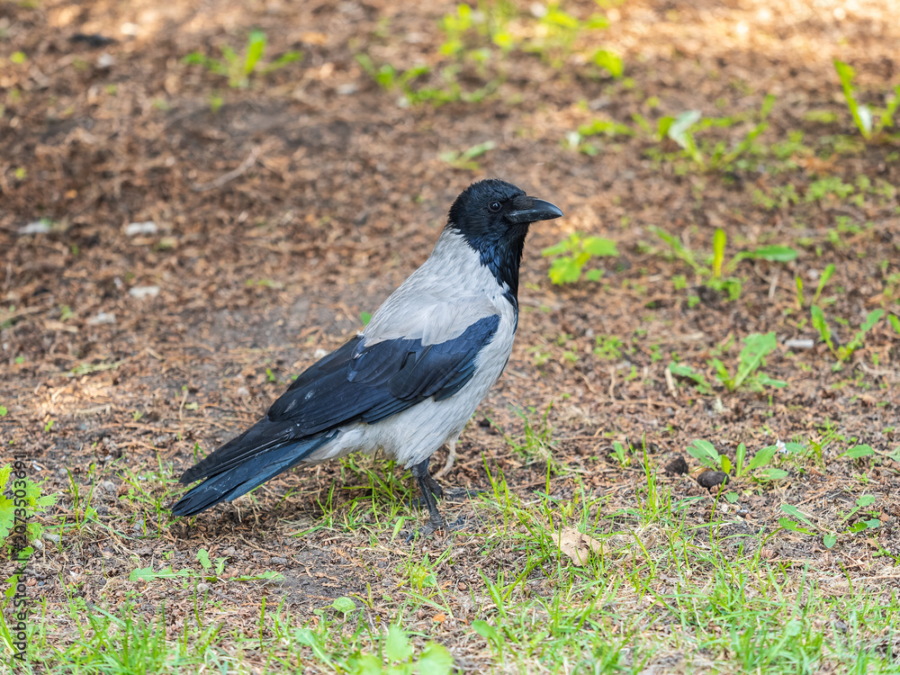 Fototapeta premium Hooded crow, corvus cornix, standing on the lawn in the spring or summer