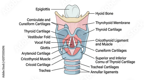 Foto Detailed anatomical illustration of the human larynx and trachea with labeled parts in a medical context on a white background