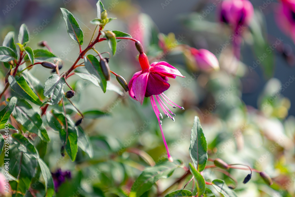 Obraz premium Selective focus of Fuchsia magellanica, Purple pink flower in the garden, Hummingbird fuchsia or hardy fuchsia is a species of flowering plant in the family Evening Primrose family, Floral background.