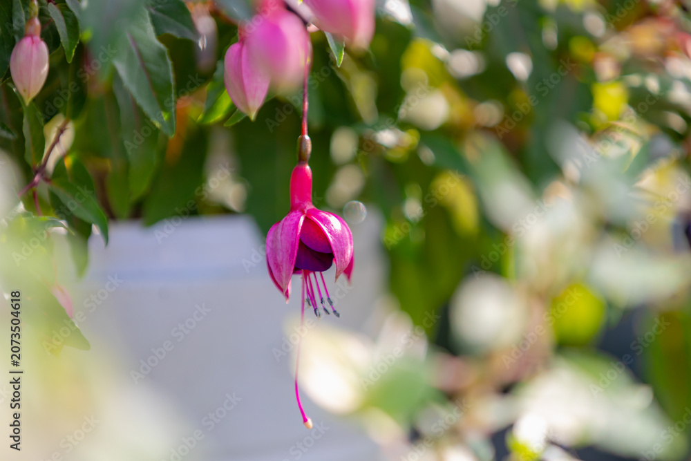 Obraz premium Selective focus of Fuchsia magellanica, Purple pink flower in the garden, Hummingbird fuchsia or hardy fuchsia is a species of flowering plant in the family Evening Primrose family, Floral background.