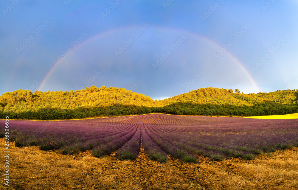 Fototapeta premium Lavender field in Provence under a rainbow
