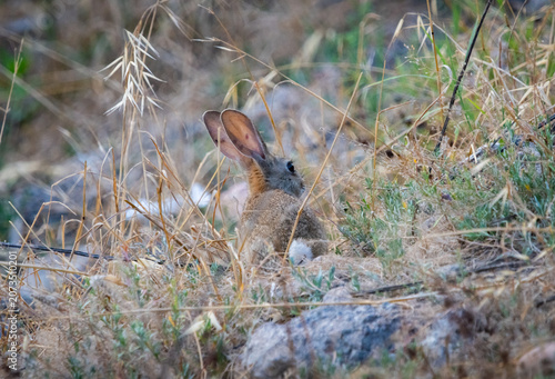 European wild rabbit in a meadow showing environmental overpopulation pest