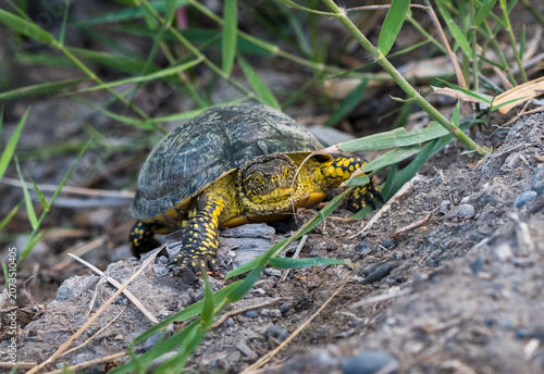 Native European pond turtle swimming in a calm freshwater pond environment