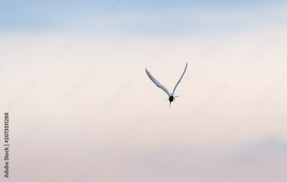 Naklejka premium Common tern bird in flight looking for fish in water background