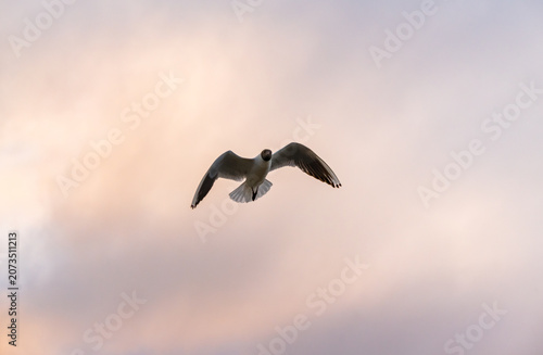 Low angle view of a wild black headed gull seabird flying across a colorful horizon