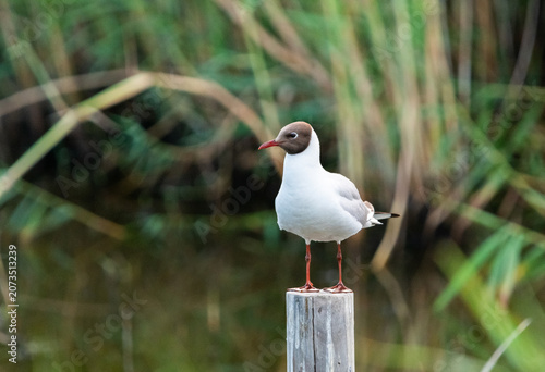 Black headed gull portrait standing on a rock in its natural wetland habitat